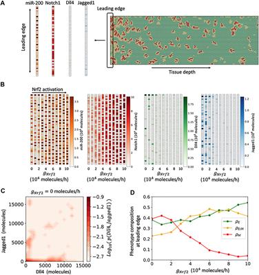 Nrf2 Modulates the Hybrid Epithelial/Mesenchymal Phenotype and Notch Signaling During Collective Cancer Migration